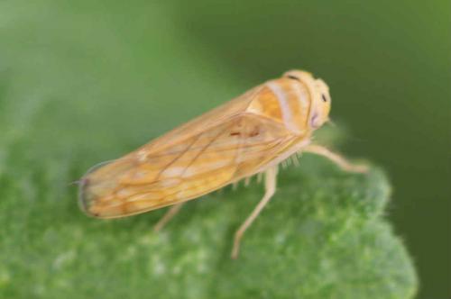 Réf. 259 593 : Anoplotettix sp.