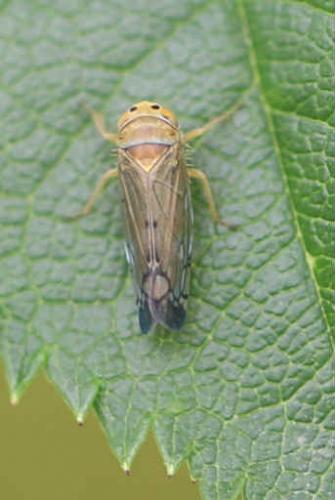 Anoplotettix sp.