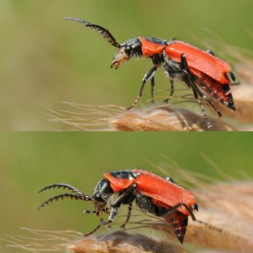Clanoptilus rufus