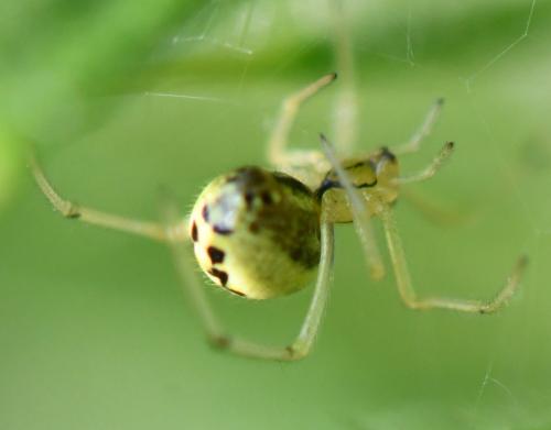 Enoplognatha sp.