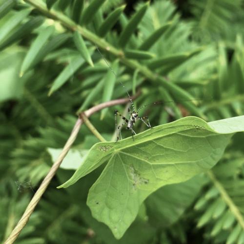 Phaneroptera sp.