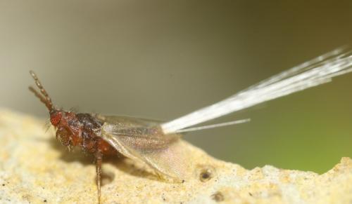 Porphyrophora polonica
