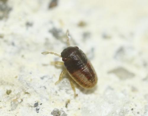 Neottiglossa sp.