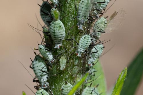 Macrosiphoniella artemisiae