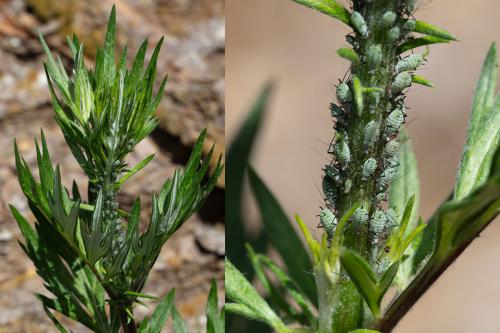 Réf. 259 156 : Macrosiphoniella artemisiae
