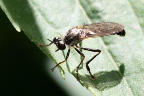 Dioctria hyalipennis