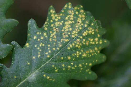 Phylloxera sp.