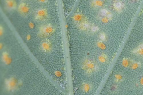 Phylloxera sp.