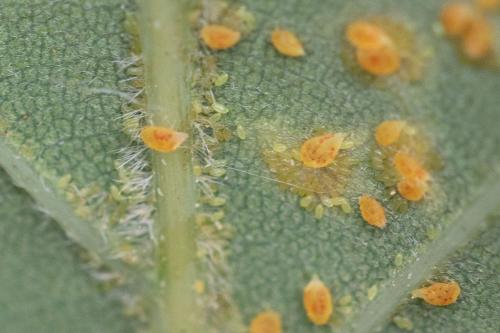 Phylloxera sp.