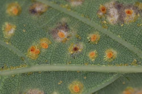 Phylloxera sp.