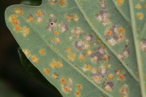 Réf. 259 516 : Phylloxera sp.