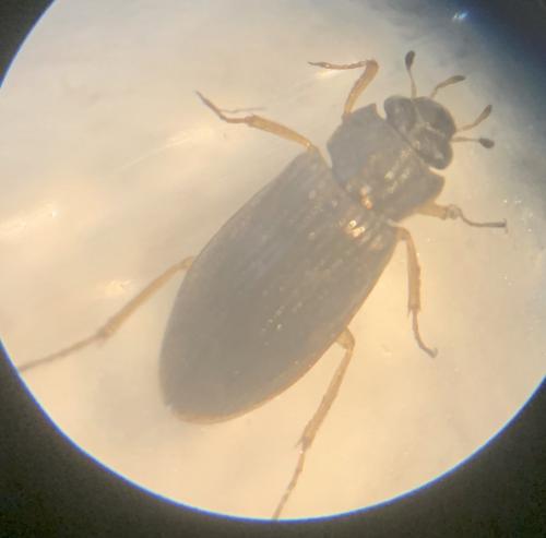 Helophorus sp.