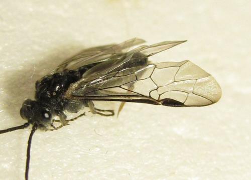Dolerus aeneus