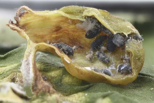 Tetraneura ulmi
