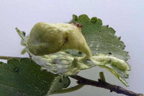 Tetraneura ulmi