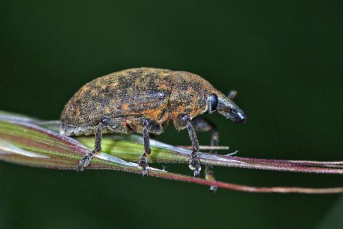 Réf. 259 921 : Larinus turbinatus