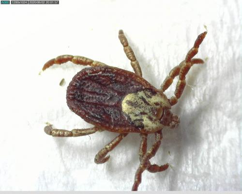 Réf. 259 187 : Dermacentor reticulatus