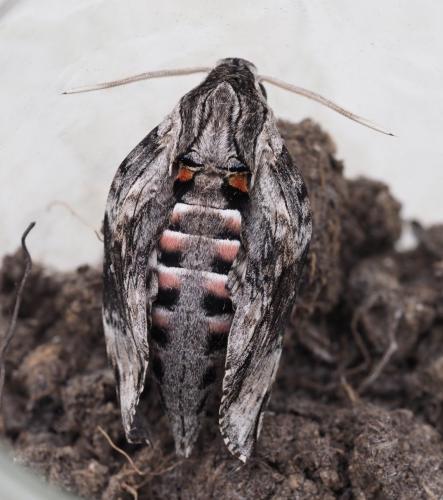 Réf. 259 340 : Agrius convolvuli
