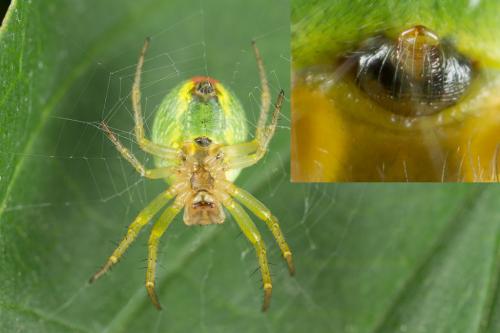Araniella cucurbitina