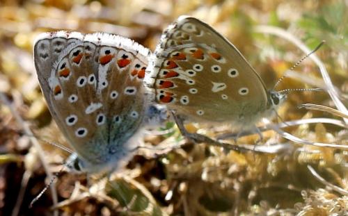 Réf. 259 286 : Polyommatus bellargus