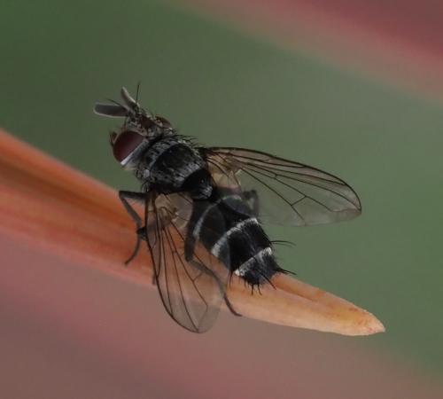 Clausicella sp.