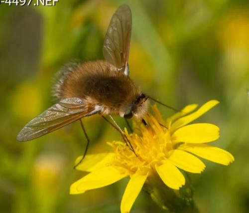 Anastoechus sp.
