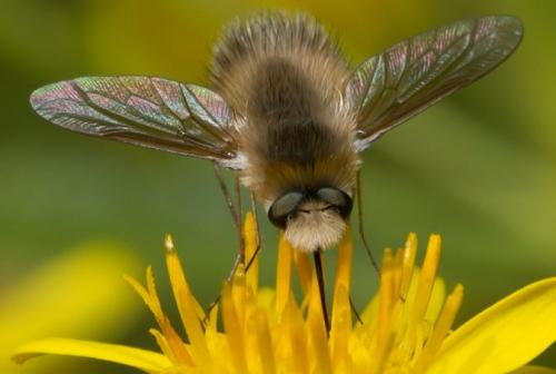 Anastoechus sp.
