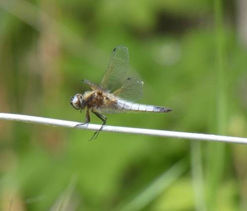 Libellula fulva