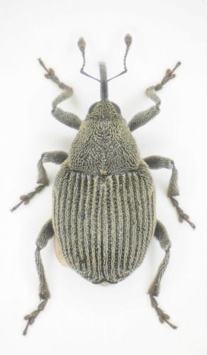 Réf. 259 487 : Ceutorhynchus inaffectatus