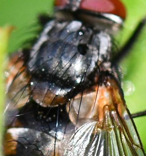 Nemoraea pellucida