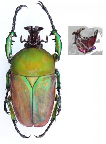 Compsocephalus preussi