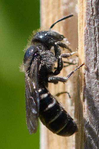 Réf. 259 223 : Hoplitis leucomelana