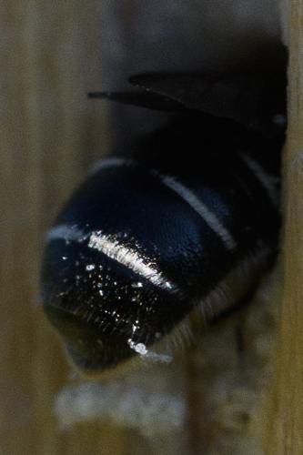 Hoplitis leucomelana