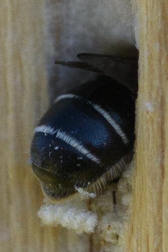 Hoplitis leucomelana
