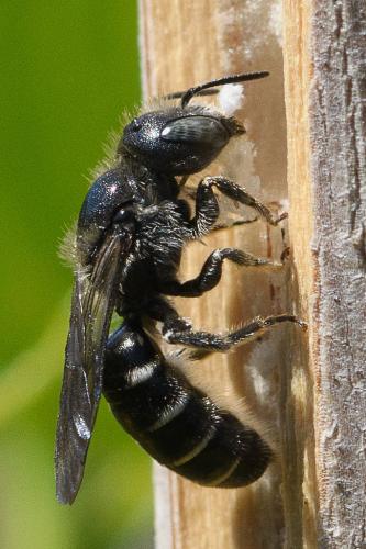 Réf. 259 232 : Hoplitis leucomelana