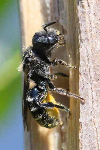 Hoplitis leucomelana