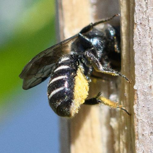 Hoplitis leucomelana
