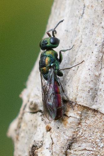 Réf. 259 438 : Chrysis gracillima