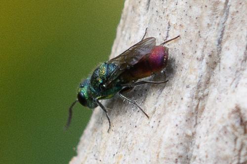 Réf. 259 442 : Chrysis gracillima