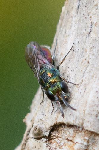 Réf. 259 441 : Chrysis gracillima