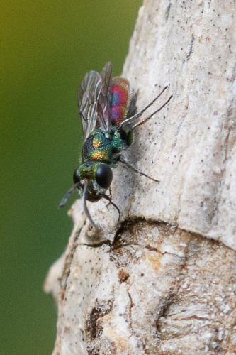 Réf. 259 440 : Chrysis gracillima
