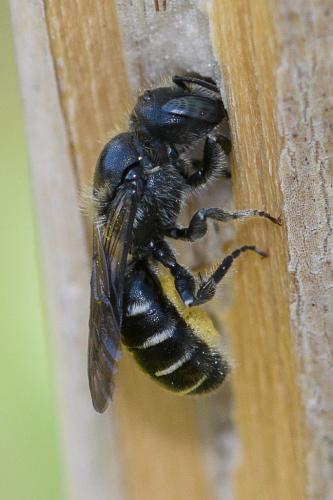 Réf. 259 661 : Hoplitis leucomelana