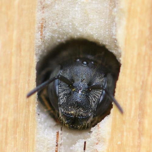 Hoplitis leucomelana