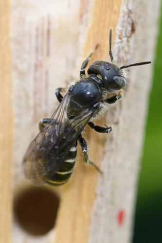 Réf. 259 632 : Hoplitis leucomelana