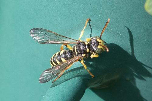 Cerceris sp.