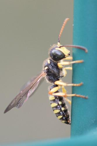 Cerceris sp.