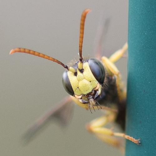 Réf. 259 801 : Cerceris sp.