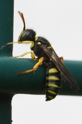 Cerceris sp.