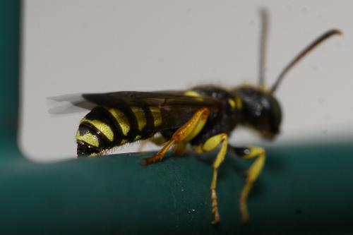 Cerceris sp.