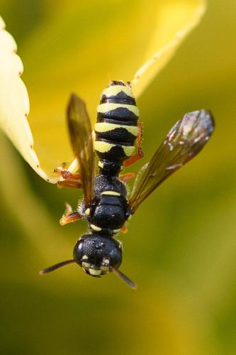 Réf. 259 916 : Cerceris quinquefasciata